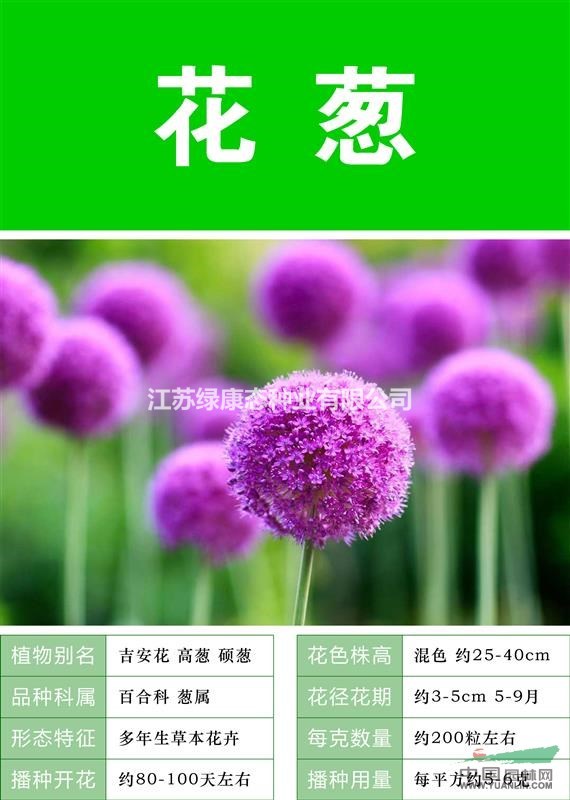 【滿天星種子】【大量種子銷售批發(fā) 價格低 質量高  】