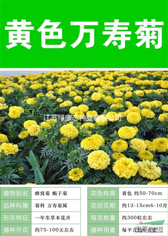 【萬壽菊種子】【種植技術(shù)上門指導(dǎo) 價(jià)格低 質(zhì)量高】