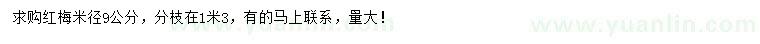 求購米徑9公分紅梅