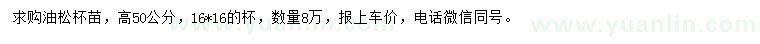求購(gòu)高50公分油松杯苗