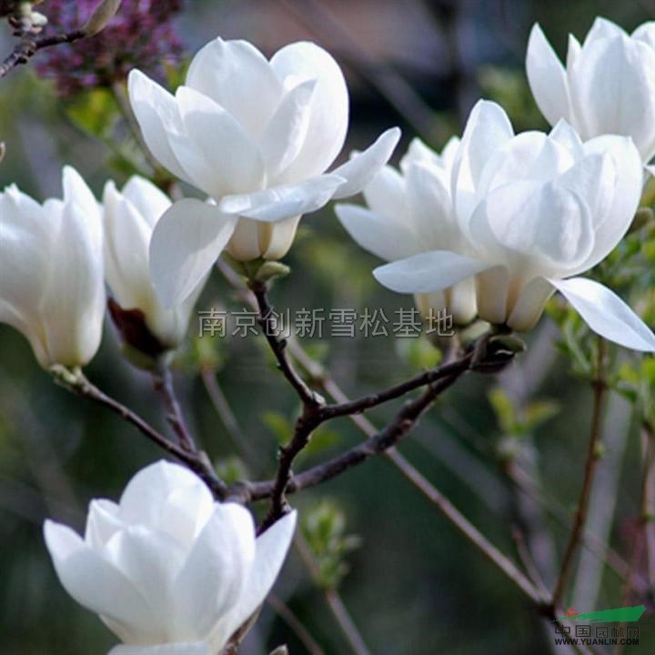  南京廣玉蘭 南京廣玉蘭基地 南京廣玉蘭價(jià)格