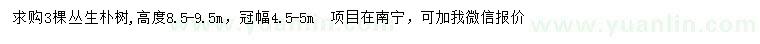 求購高8.5-9.5米叢生樸樹(shù)