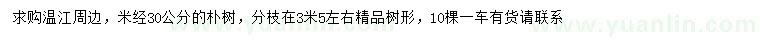 求購米徑30公分樸樹