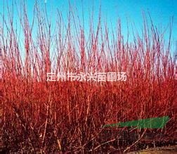 定州红瑞木，红瑞木报价，桧柏红瑞木