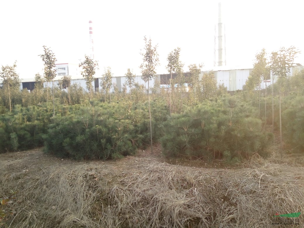 馬尾松