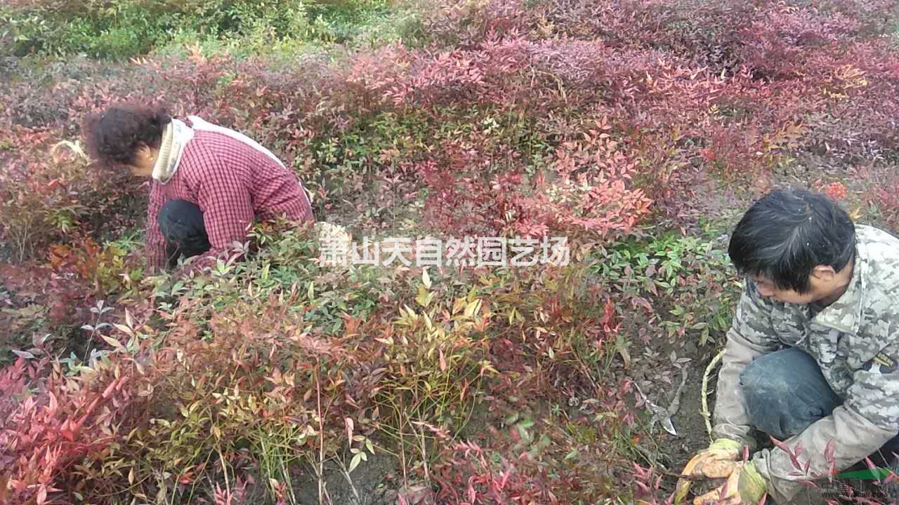 精品 南天竹小毛球H60 P30