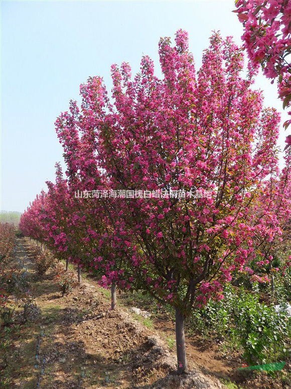 可供河北紅葉碧桃基地河北紅葉碧桃苗圃紅葉碧桃價(jià)格