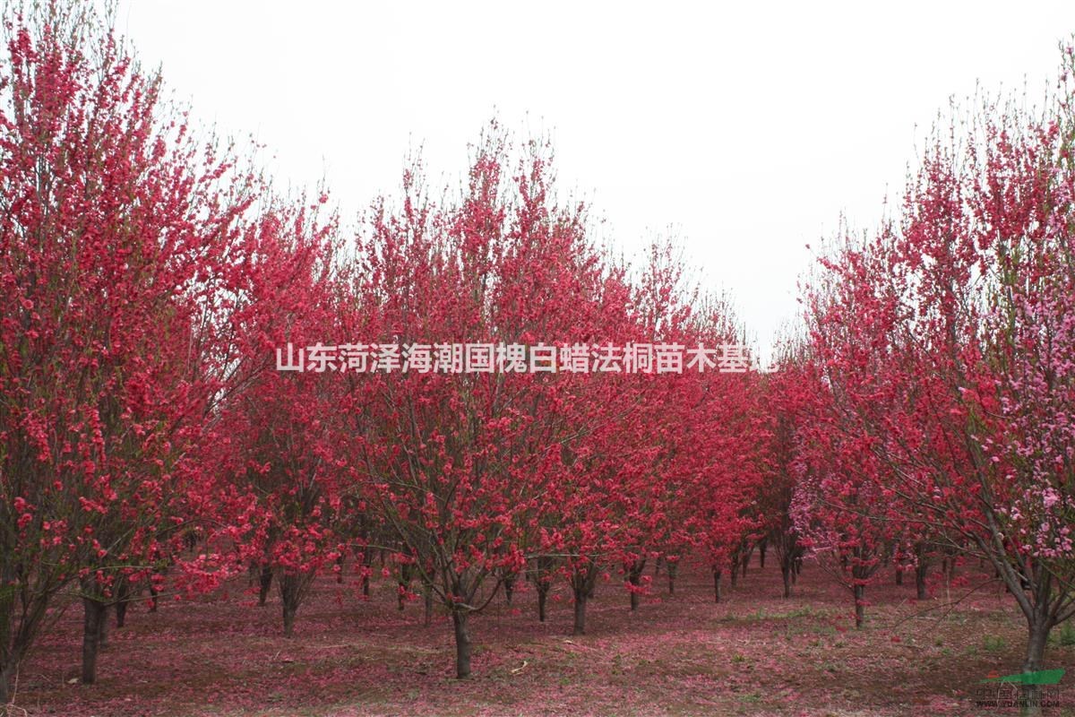 可供河北紅葉碧桃基地河北紅葉碧桃苗圃紅葉碧桃價(jià)格