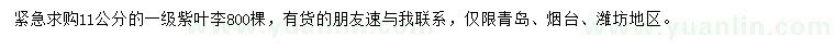 求購11公分紫葉李