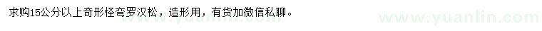 求購15公分以上羅漢松