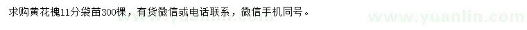 求購(gòu)11公分黃花槐