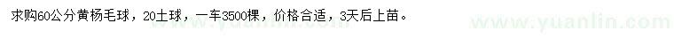 求購60公分黃楊毛球