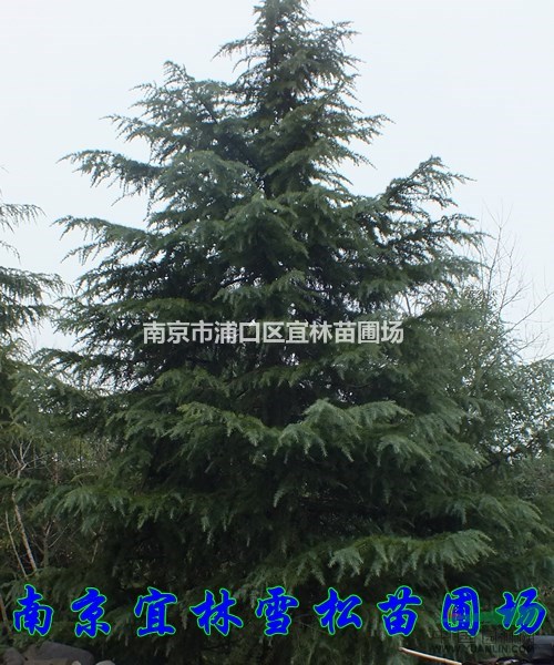 雪松價(jià)格|3-10米雪松價(jià)格|南京雪松基地一覽