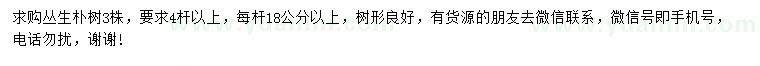 求購叢生樸樹