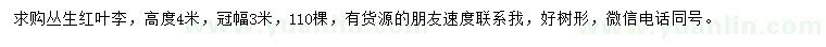 求購高度4米叢生紅葉李