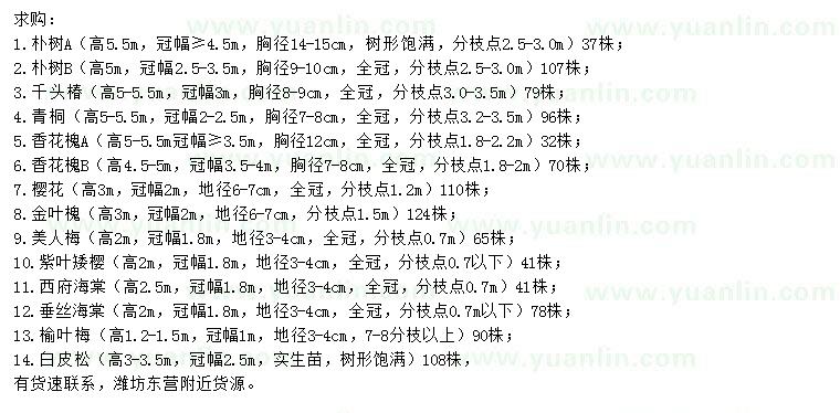 求購樸樹、千頭椿、青桐等