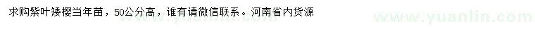 求購高50公分紫葉矮櫻