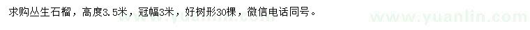 求購高度3.5米叢生石榴