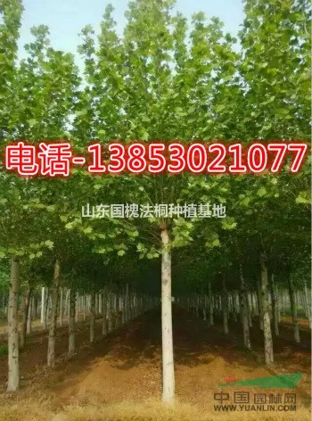 12公分垂絲海棠價(jià)格山東垂絲海棠基地