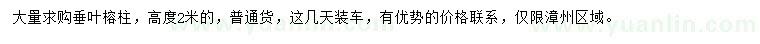求購高度2米垂葉榕柱