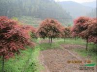 紅楓基地圖片展示\廣西紅楓價格