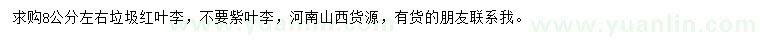 求購8公分左右垃圾紅葉李
