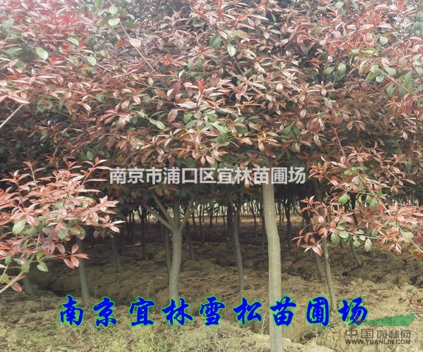 紅葉石楠價(jià)格|紅葉石楠樹(shù)栽培管理|紅葉石楠病蟲(chóng)防治