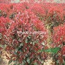 紅葉石楠價(jià)格|紅葉石楠樹(shù)栽培管理|紅葉石楠病蟲(chóng)防治