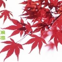 紅楓批發(fā)價格/億林華源sell/美國