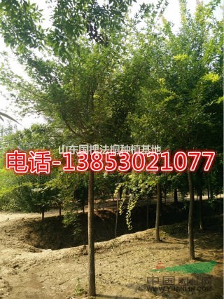 鄆城12公分垂絲海棠基地批發(fā)價(jià)格