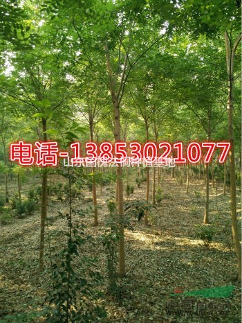 鄆城12公分垂絲海棠基地批發(fā)價(jià)格