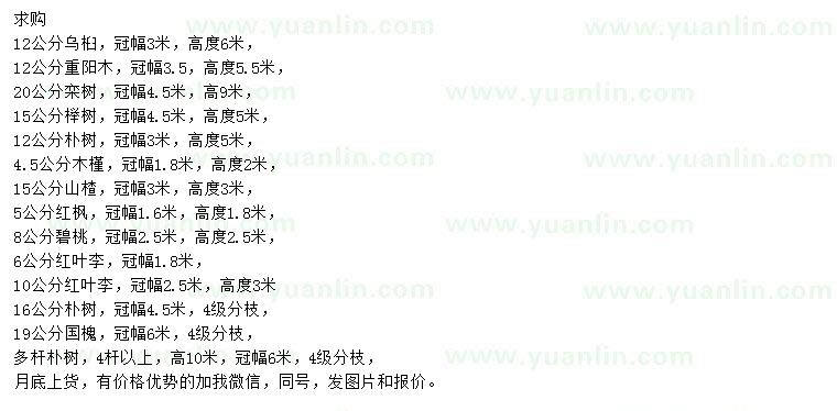 求購(gòu)烏桕、重陽(yáng)木、欒樹(shù)等