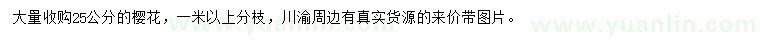 求購25公分櫻花