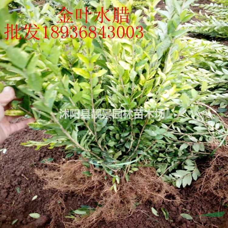 江苏金叶水腊价格  黄叶水腊30-60公分高 适应西北地区