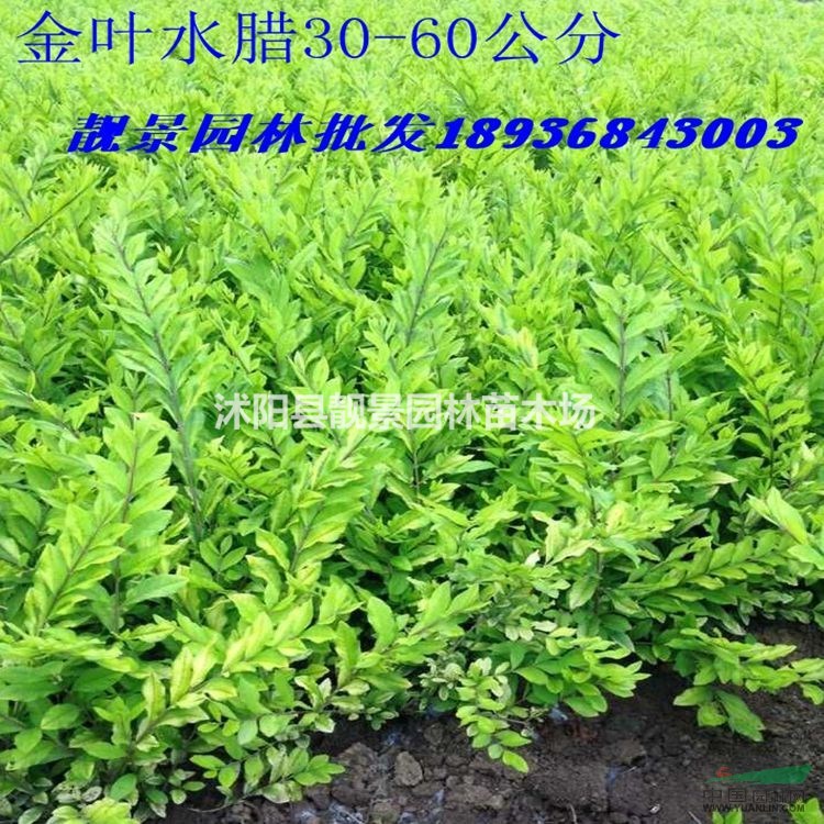 江苏金叶水腊价格  黄叶水腊30-60公分高 适应西北地区