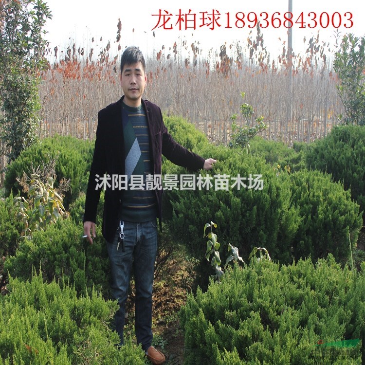 江苏龙柏球最新价格 龙柏球50-100公分 小龙柏基地批发