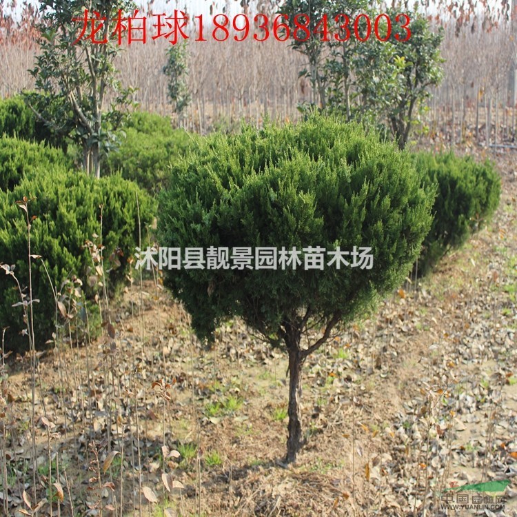 江苏龙柏球最新价格 龙柏球50-100公分 小龙柏基地批发