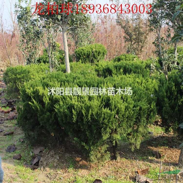 江苏龙柏球最新价格 龙柏球50-100公分 小龙柏基地批发