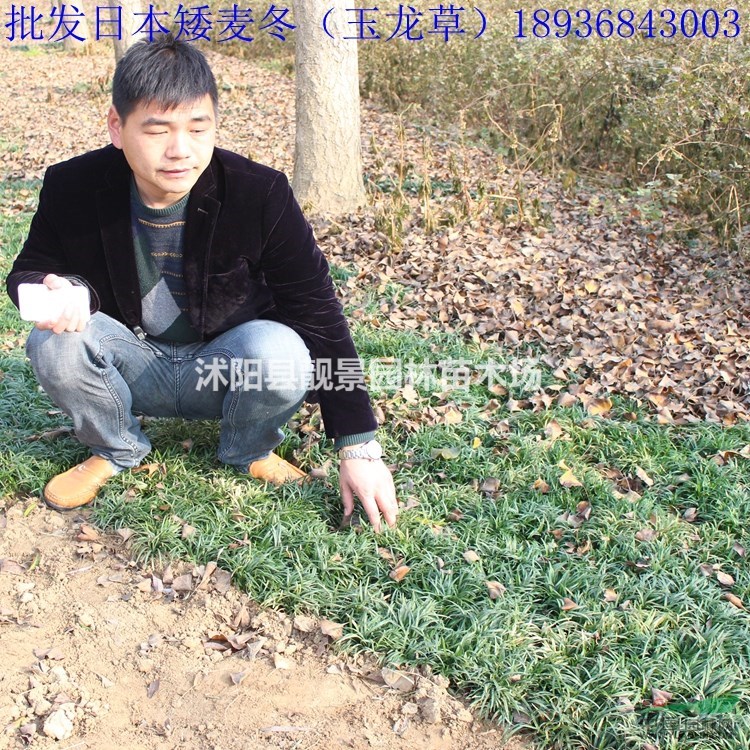 日本矮麦冬种植方法简介 玉龙草报价 江苏供应商