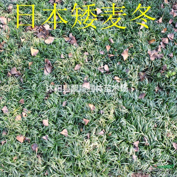 日本矮麦冬种植方法简介 玉龙草报价 江苏供应商