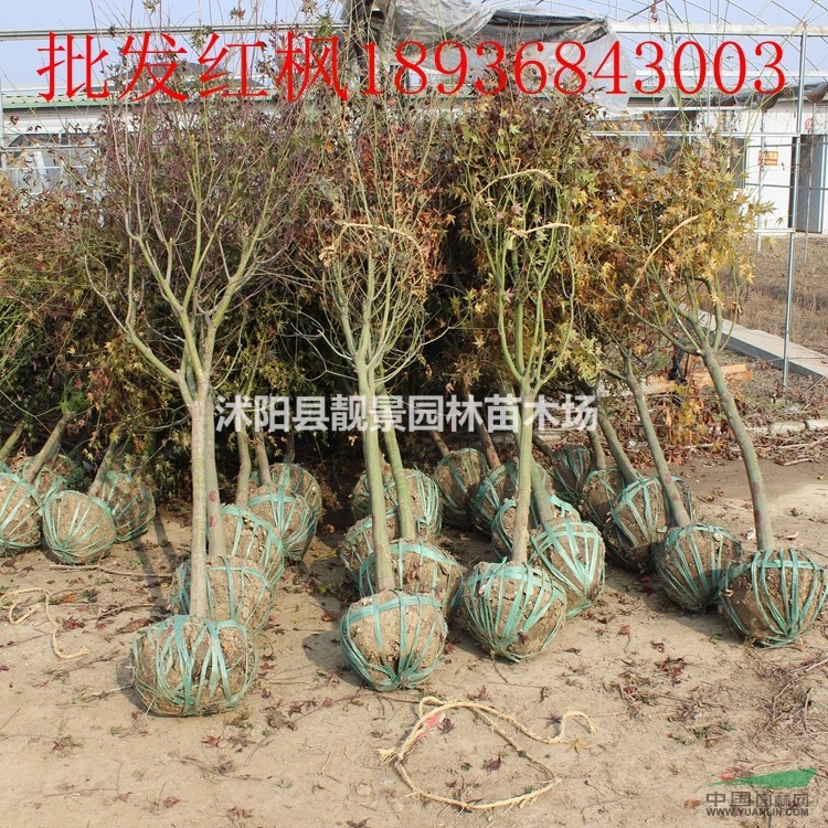 红枫新价格 红枫1-8公分基地 红枫供应商