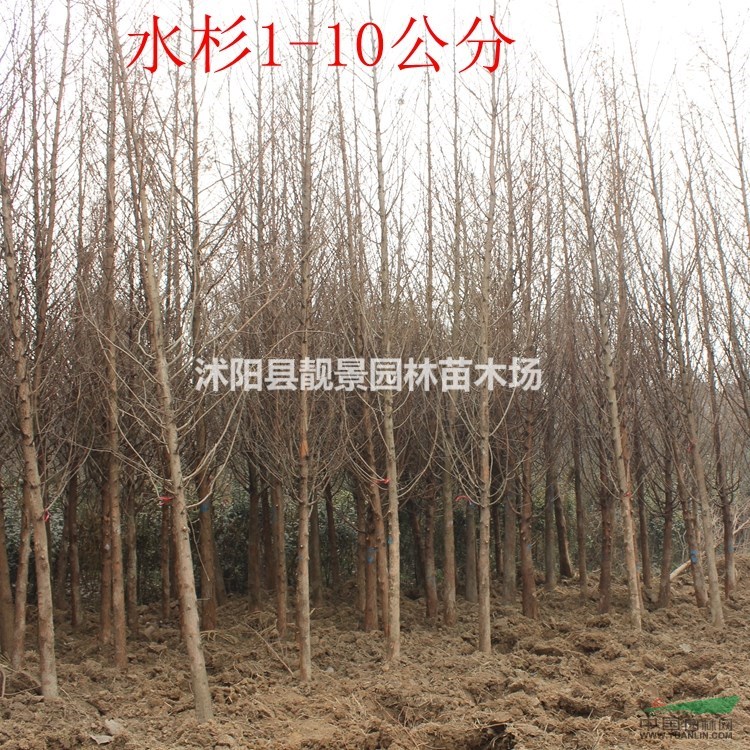 水杉1-10公分基地 水杉最新报价 水杉供应商