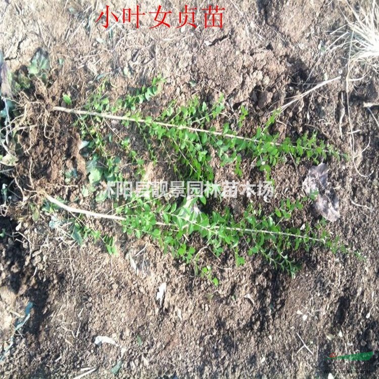 小叶女贞最新报价 小叶女贞30-60公分高 江苏供应商