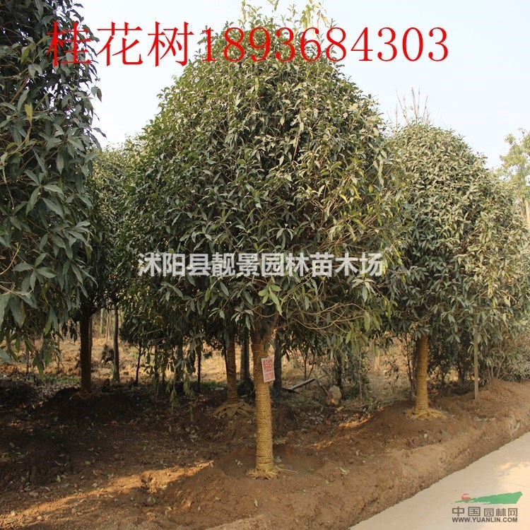 桂花树最新报价 桂花小苗1-10公分 桂花树江苏基地