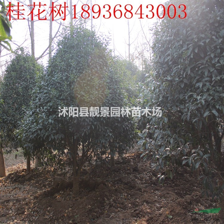 桂花树最新报价 桂花小苗1-10公分 桂花树江苏基地