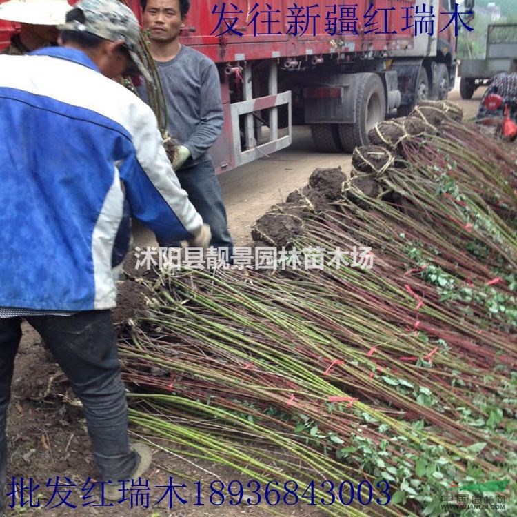 红瑞木最新报价 红瑞木50-120公分高 江苏红瑞木批发