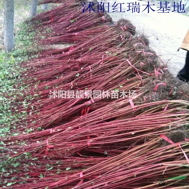 红瑞木最新报价 红瑞木50-120公分高 江苏红瑞木批发