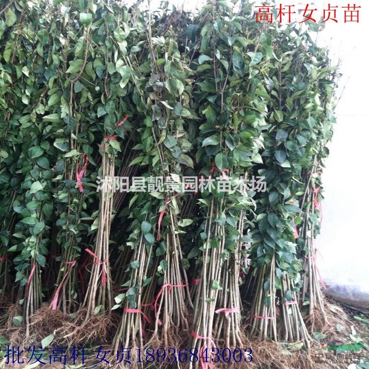 高杆女贞1.5米高 大叶女贞苗江苏基地批发 