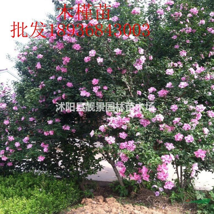 木槿苗最新价格 木槿1-6公分粗 江苏木槿基地批发