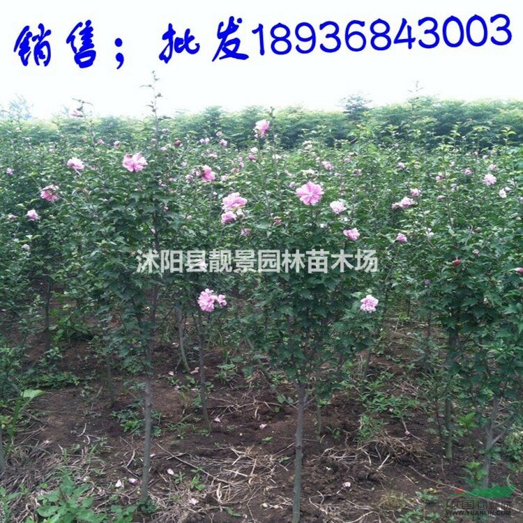 木槿苗最新价格 木槿1-6公分粗 江苏木槿基地批发